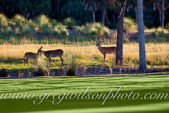 Twin Eagles Country Club & Golf Course,  Naples, Florida